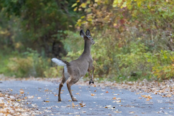 white-tailed deer (Odocoileus virginianus) in autumn 