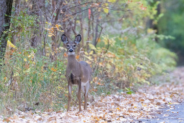 white-tailed deer (Odocoileus virginianus) in autumn 