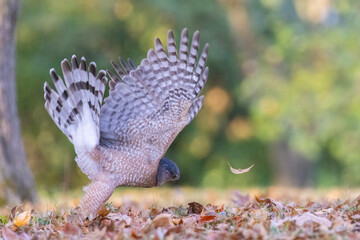 Cooper's hawk (Astur cooperii) in autumn