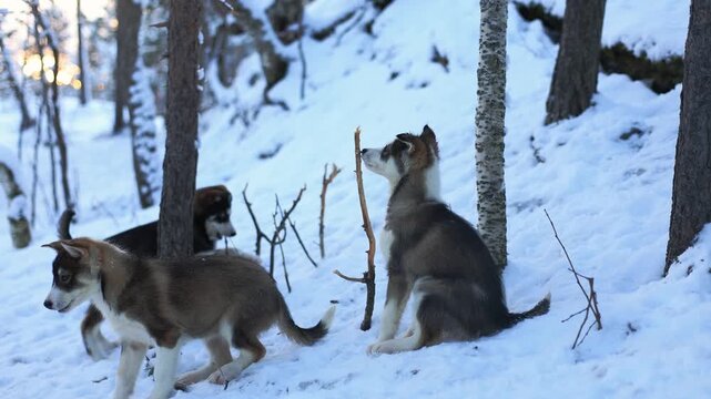 Playful Alaskan Husky puppies romp in Northern Norway, chewing branches, running and jumping