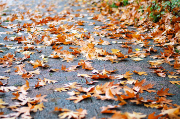 Ground Covered with Brown Autumn Leaves