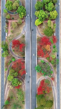 Flamboyants e outras &aacute;rvores no Eixo Rodovi&aacute;rio Sul (Eix&atilde;o), em Bras&iacute;lia