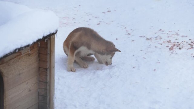 Playful Alaskan Husky puppies romp in Northern Norway, chewing branches, running and jumping