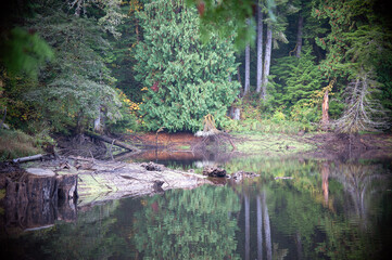 Swampy area of Lake Sylvia