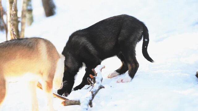 Playful Alaskan Husky puppies romp in Northern Norway, chewing branches, running and jumping