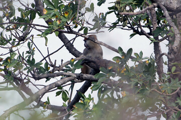 Common patas monkey, Erythrocebus patas, in a tree