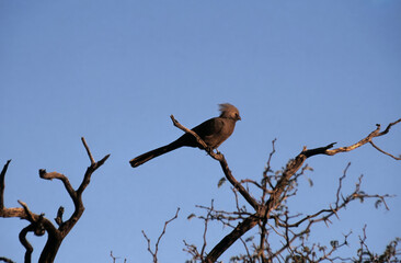 Grey go-away-bird, Crinifer concolor