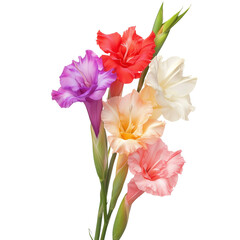 A bundle of colorful gladiolus flower stems isolated on transparent png background. Ai generated