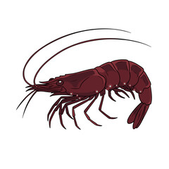 Deep Sea Crayfish