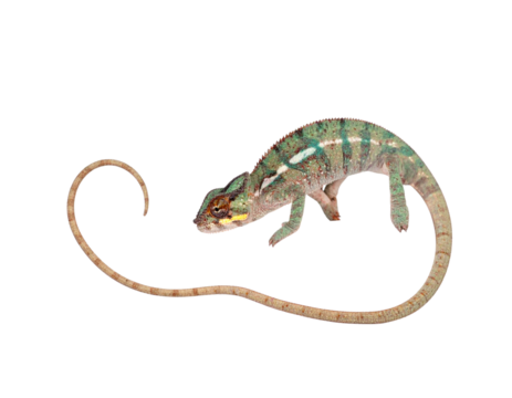 Young chameleon with curled tail on black background