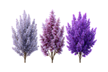 Three vibrant delphinium flower spires display a beautiful gradient of purple hues and lush botanical elegance transparent background