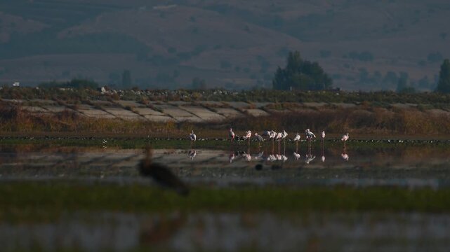 A flock of pink flamingos (Phoenicopterus) standing in a row in shallow water, reflecting in the light of the sunrise. Işıklı Lake, Denizli, Turkey.