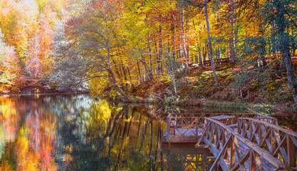 Fallen red and yellow leaves in autumn forest - Autumn forest landscape reflection on the water...