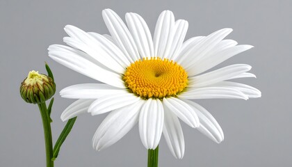 Fototapeta premium A close-up shot of a white daisy in full bloom next to a closed bud on a gray background