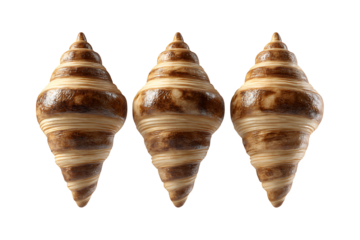 Three elegant natural spiral seashells intricate patterns oceanic beauty marine life objects collected from ocean shore transparent background