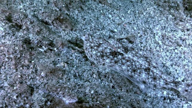 In shallow coastal waters, a Platichthys flesus, also known as the European Flounder, rests on the sandy bottom. Its colors and patterns blend perfectly with the surrounding environment.