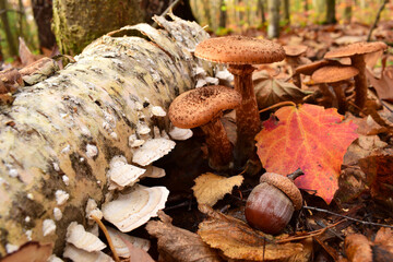 Armillaria. mushrooms and acorn under the tree in the autumn forest in the leaves. dry leaves and a group of mushrooms, in a forest or park. beautiful autumn background. close-up
