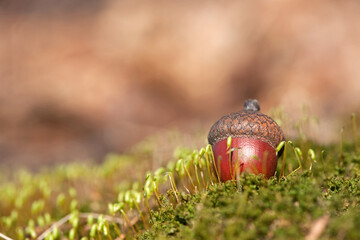 the acorn lies on the green moss of the autumn forest. juicy green moss and acorn, spring in the forest, bright natural background. acorn in an oak park, close-up, place for text