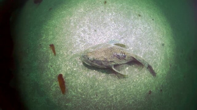 In the frigid waters of the Arctic Ocean, an Arctic Cod rests on the ocean floor near some red algae. Illuminated by a beam of light, the fish appears calm and still. The water is a deep greenish hue.