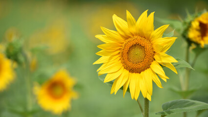 yellow sunflowers in the field. Large sunflower flowers in the sun. Yellow flowers on a farm field and blue sky. Agriculture concept, organic products. Growing seeds for oil. rural area. farmland