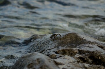 A small crab perched on a wet rock surrounded by soft ocean waves along the Adriatic coast in Portonovo, Marche, Italy. Perfect nature background showcasing marine wildlife, coastal textures.