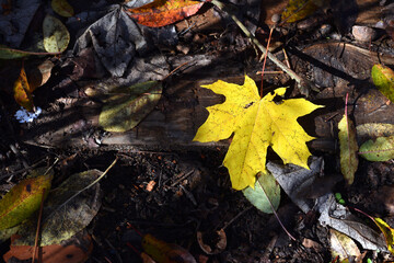 Dry leaves on the ground in a beautiful autumn forest. autumn background, fallen leaves in a forest or park. Grove. selective soft focus. autumn colors, beautiful season. autumn season, first frosts