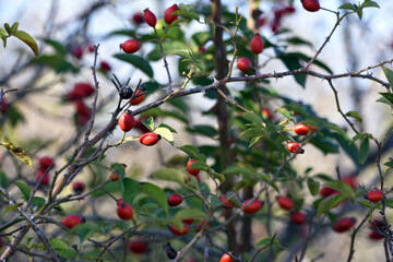 red berries of wild rose in the autumn forest. red berries on a yellow-green blurred autumn natural background. berries on a branch in the forest. shrub with berries. used in medicine and cosmetics