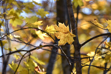 Beautiful autumn landscape with yellow maple leaves. Colorful foliage in the park. Falling leaves natural background. Autumn season concept. warm autumn forest, close-up