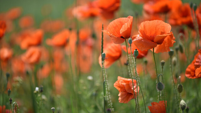 poppies. delicate petals of red poppies in the sun. background with poppy flowers. Beautiful red poppy wild flower and buds in the field. beauty in nature. close-up. spring season, summer time - Powered by Adobe