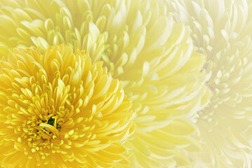 Abstract background yellow chrysanthemum