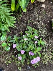 pink plants in the garden 