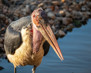 Close up of a marabou Stork wading in a shallow pool in a dry riverbed scavenging for food.