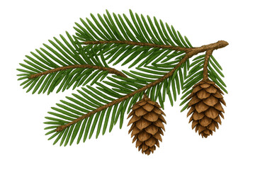 Pine branch with pinecones, evergreen conifer for winter holidays and christmas decor, transparent background