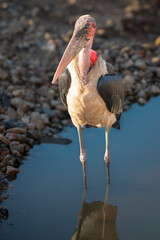 Front profile image of a Marabou Stork wading in shallow water in a stony riverbed.