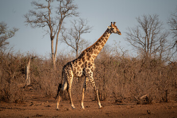 Full body shot of a South African Giraffe walking across an open clearing at the end of the dry season which is reflected in the dry woodland in the background.