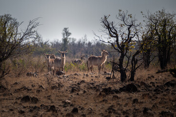 A small herd of Waterbuck with rim lighting as they stand on a rocky outcrop against a backlit dry...
