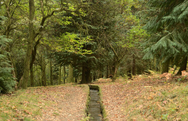 Watercourse through an ancient forest on a cold autumn morning, Cabreira mountain in Cabeceiras de Bastos, northern Portugal, Europe