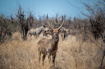 A landscape orientated image of a waterbuck bull with large horns staring at the photographer as he stands in the very dry bush with Burchell's zebra visible in the background.