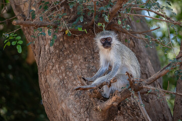 Lone Vervet Monkey sits on a protruding branch of a large tree staring at the camera
