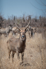 A portrait view of a waterbuck bull with large horns staring at the photographer as he stands in the very dry bush.