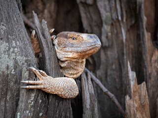 A close-up head shot of a Rock Monitor peering out from a hollow tree with his eye trained on the cameraman.