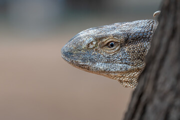 A Rock Monitor stationary with only his head protruding into the open from his nest hole in the side of a tree 