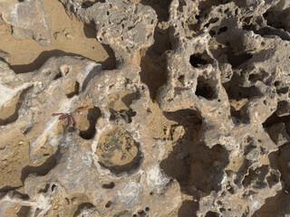 Close-up of Eroded and Porous Rock Texture with a Small Plant - Natural Stone Background