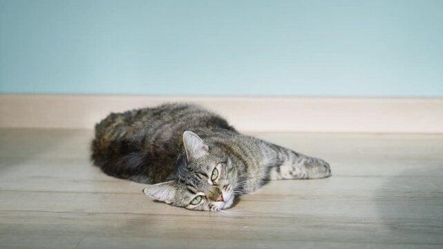 female cat rest in sunny room, slow motion video