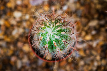 Macro top view of hairy cactus with spines.
