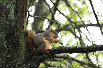 Squirrel Resting on Tree Branch Leaning Against Trunk, Holding and Gnawing Nut with Green Forest Foliage Background