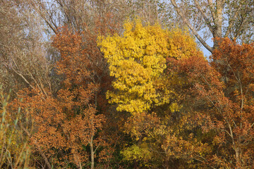 Fototapeta premium Colorful autumn leaves on the trees.