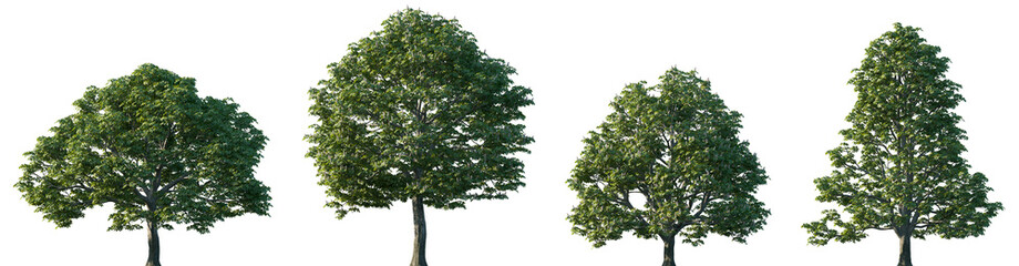 Set of Aesculus hippocastanum (the horse chestnut, European horsechestnut, buckeye, conker tree)...