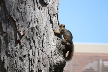 Fox Squirrel (Sciurus niger) Clinging to Tree Trunk with Brick Building and Blue Sky in Background