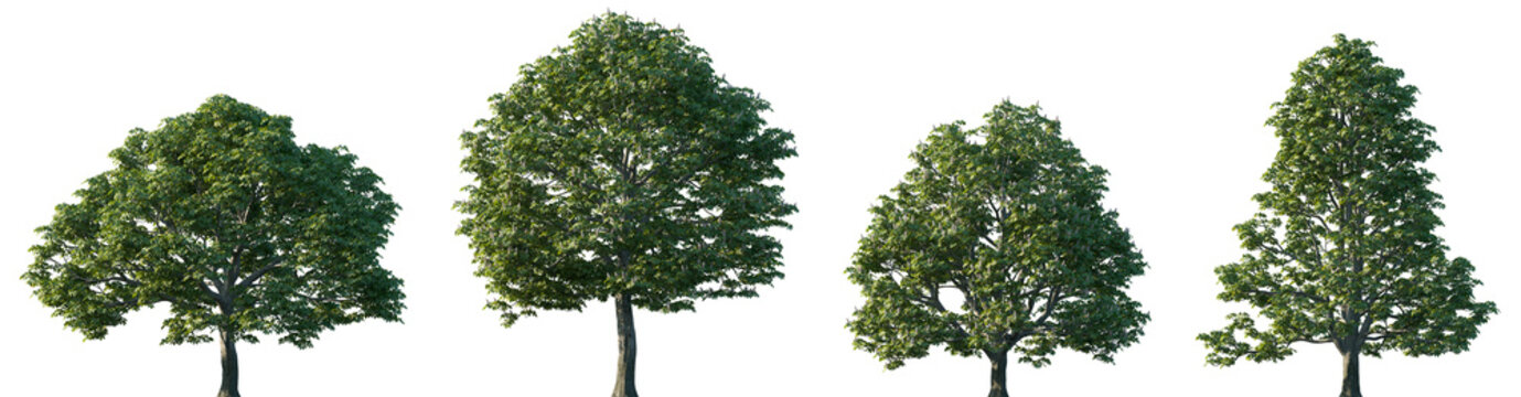 Set of Aesculus hippocastanum (the horse chestnut, European horsechestnut, buckeye, conker tree) frontal blooming street trees isolated png on a transparent background perfectly cutout	